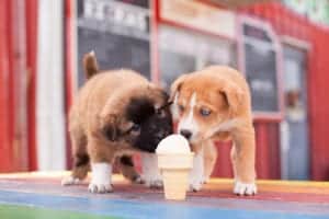 puppies sharing an ice cream