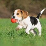 beagle puppy catching a ball