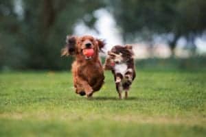 two small dogs playing a park